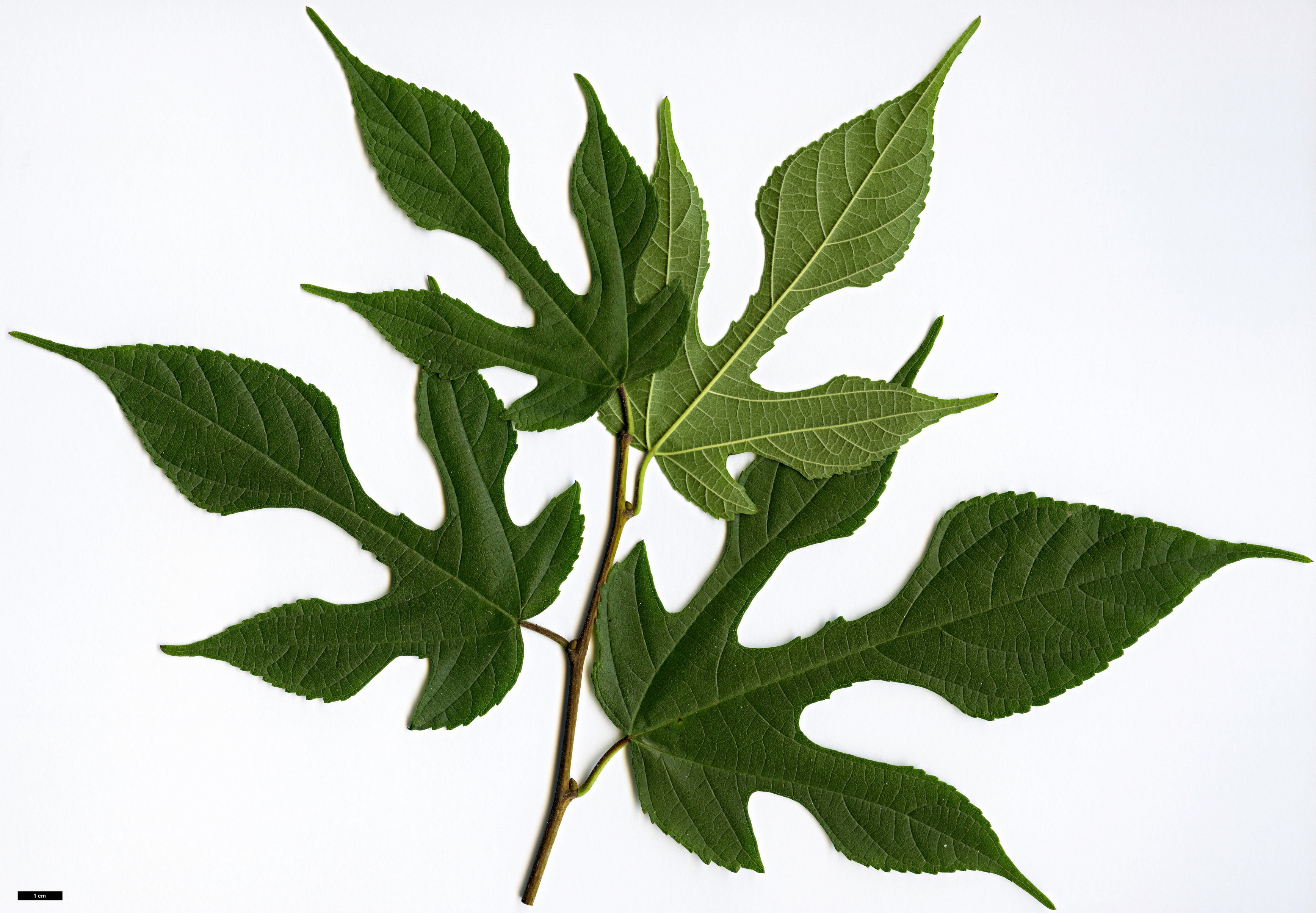 High resolution image: Family: Moraceae - Genus: Broussonetia - Taxon: ×kazinoki (B.monoica × B.papyrifera)